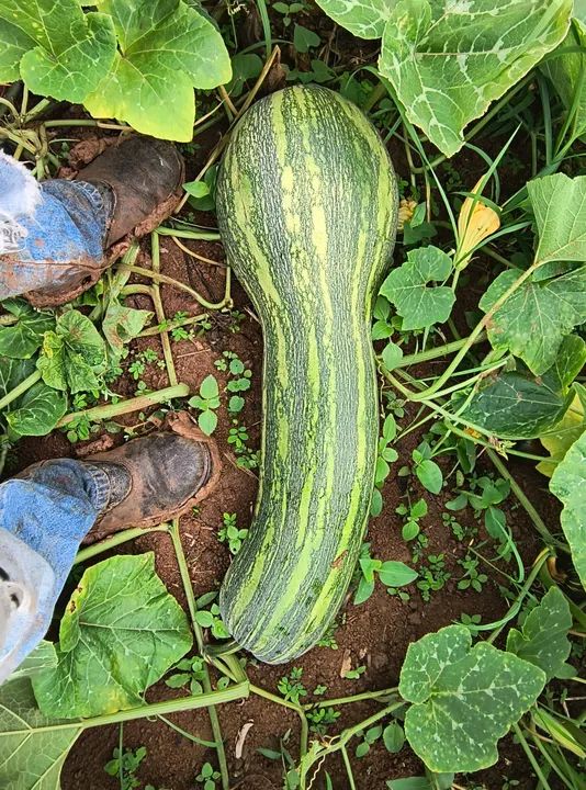 Abóbora landa - Foto 3