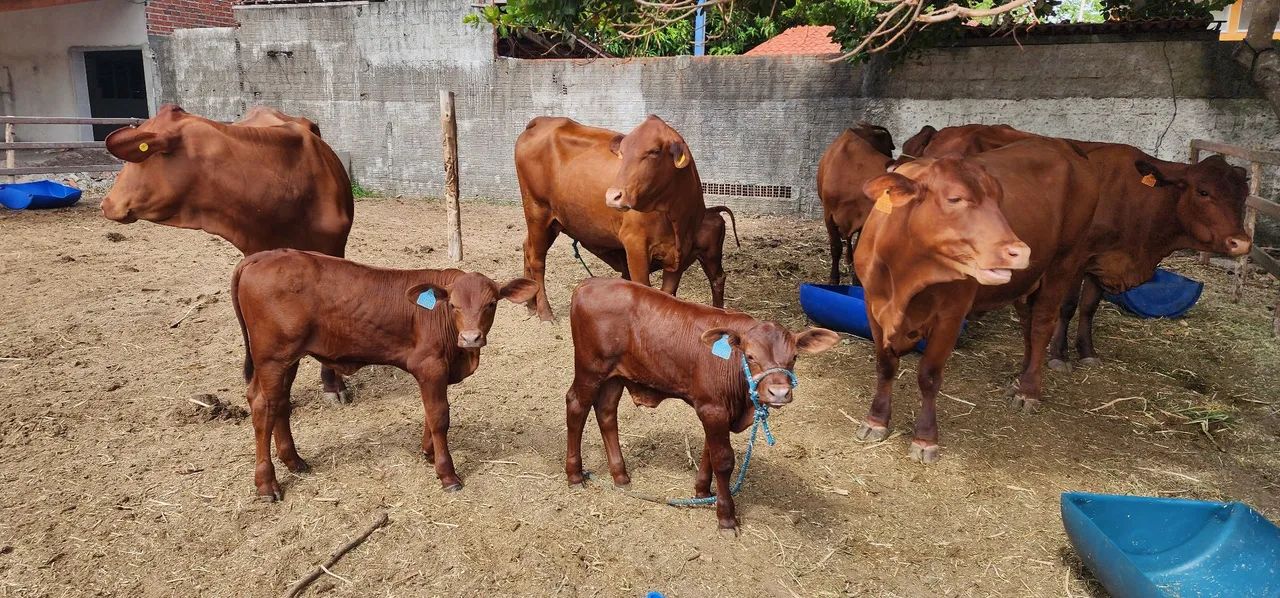 Venda permanente de Gado Senepol - Foto 5