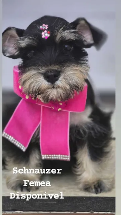 Schnauzer Femea Disponivel