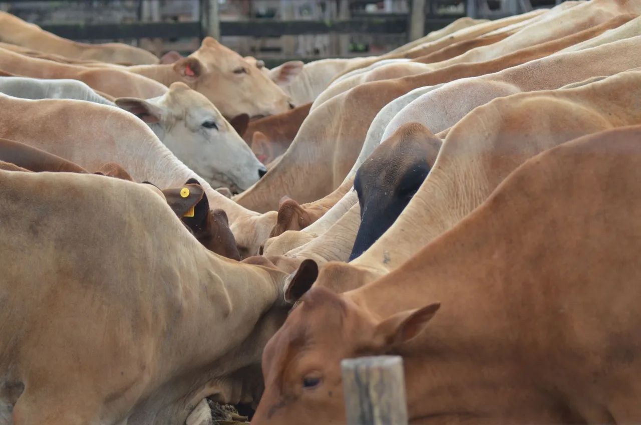 Vendo Gado Cruzamento Industrial - Foto 6