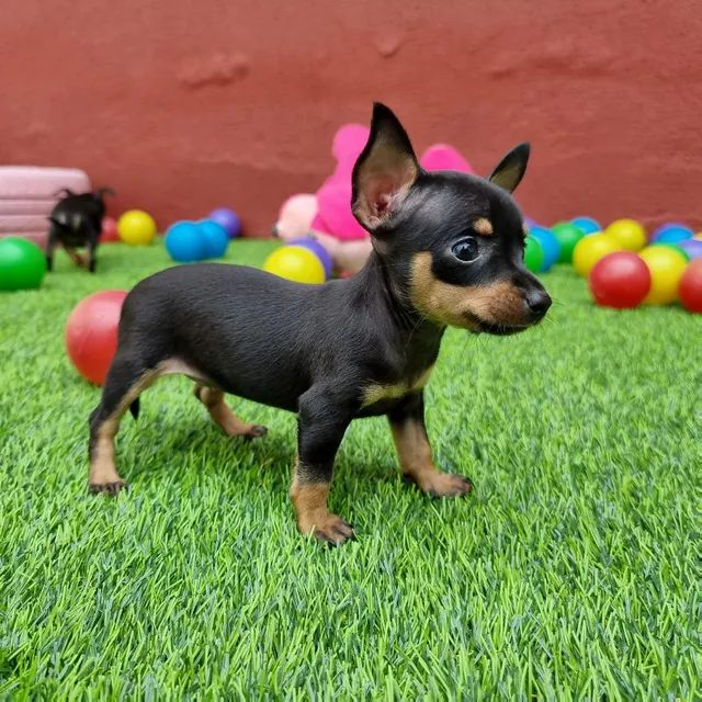 Pinscher disponíveis já pronto entrega além de várias outras raças para vocês  - Foto 4