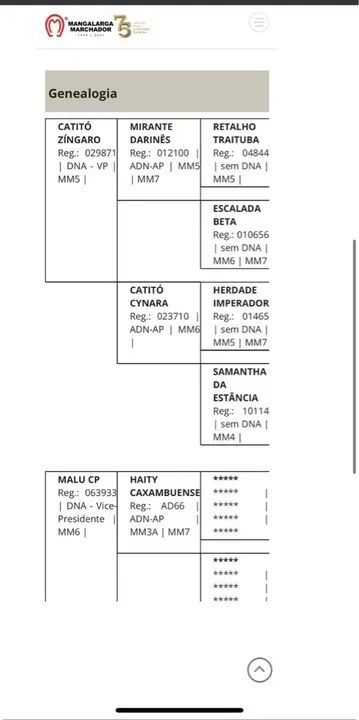 Garanhão Mangalarga Marchador  - Foto 3