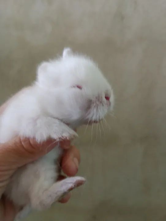 Coelhinho branco fofinho . - Foto 4