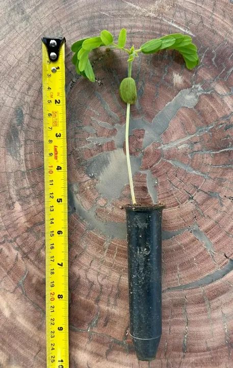 Mudas de Tamarindo - Pronta para o Plantio