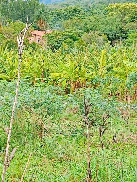 Terreno com vegetação nativa em área rural - Foto 2