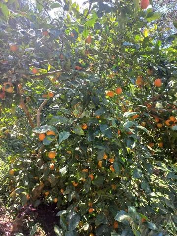 Lindo 1 hectare com piscina  - Foto 6