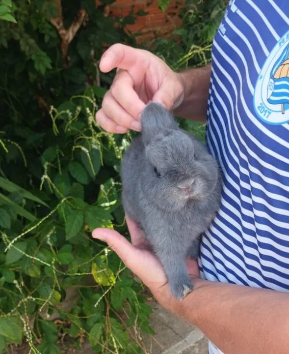 Mini Coelho netherland 