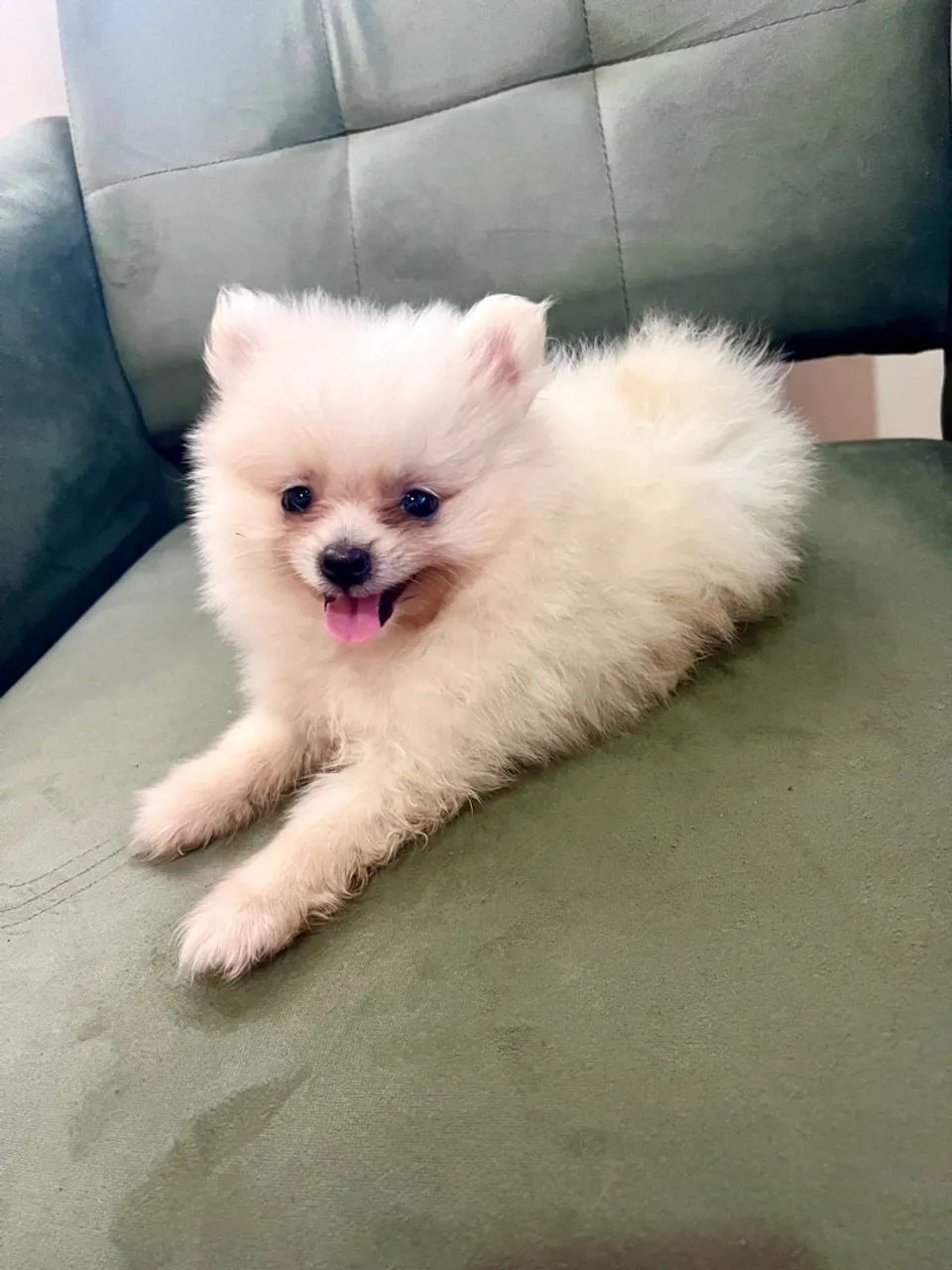 Filhote de Spitz Alemão anão com pedigree - Foto 2