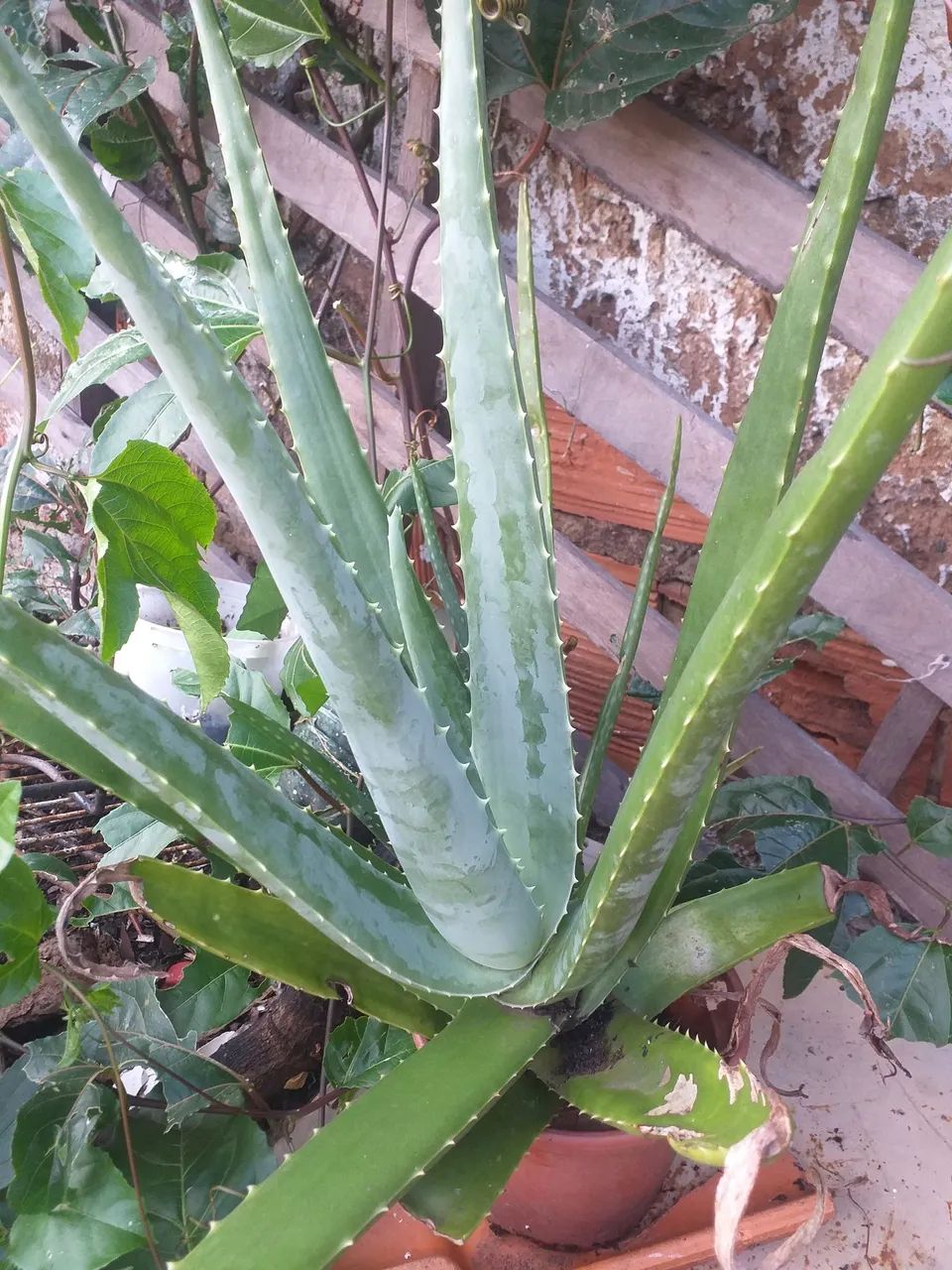 Babosa - Aloe Vera