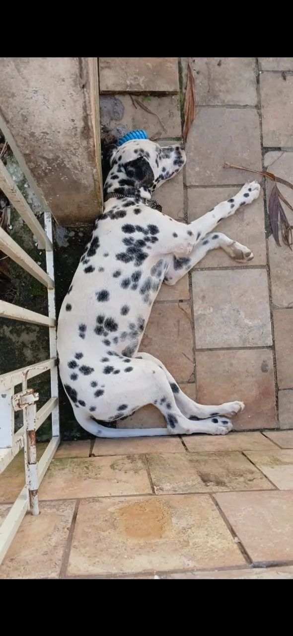 Doação - Cachorro Dálmata - Foto 2