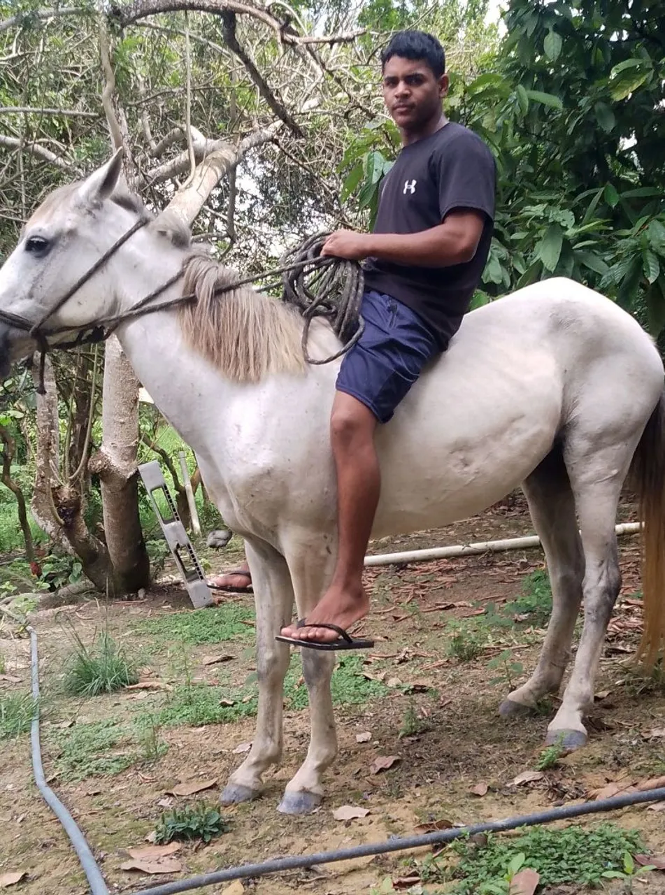 Cavalo para venda