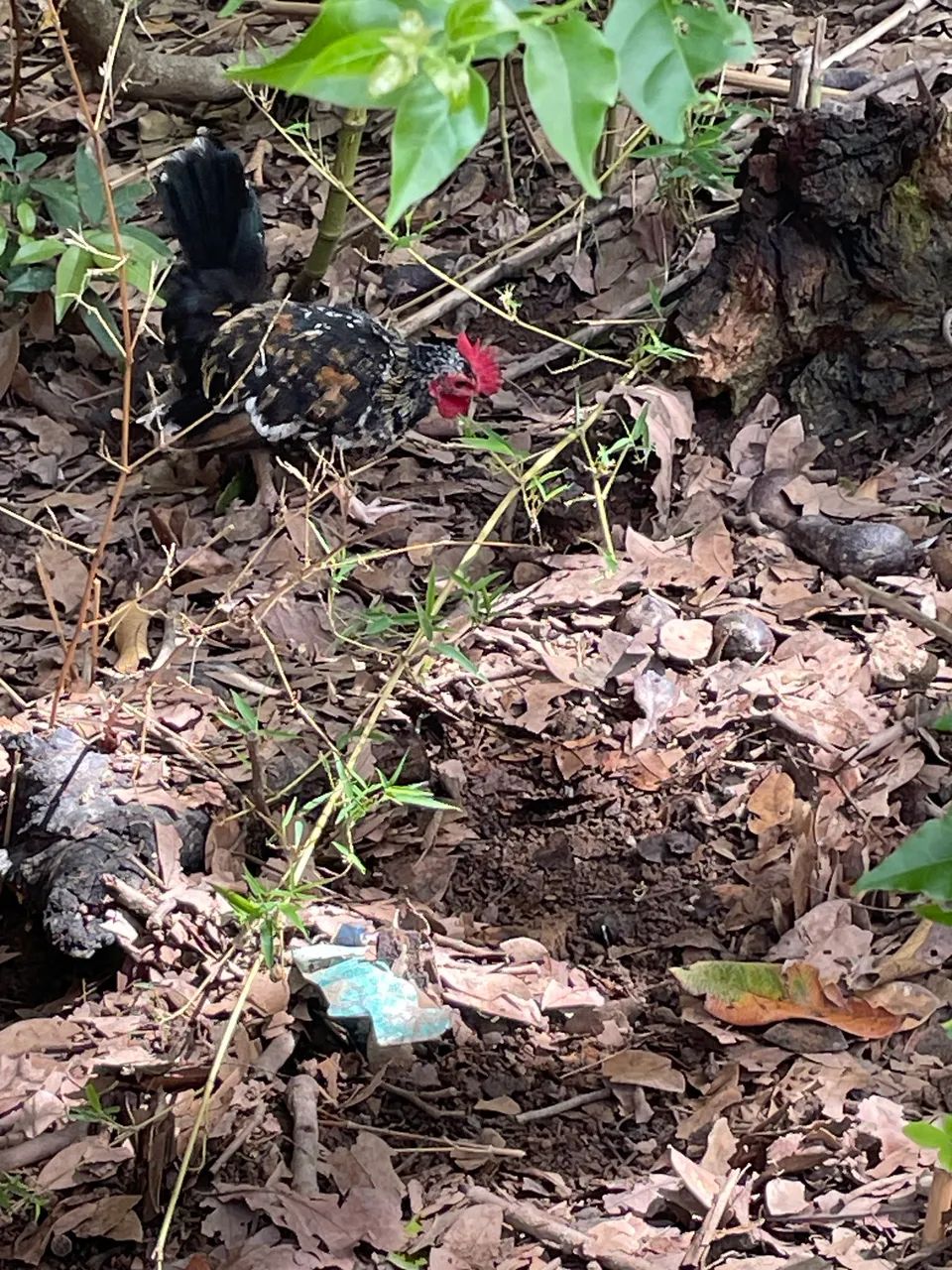 Lindos galinhas garnisés  - Foto 2