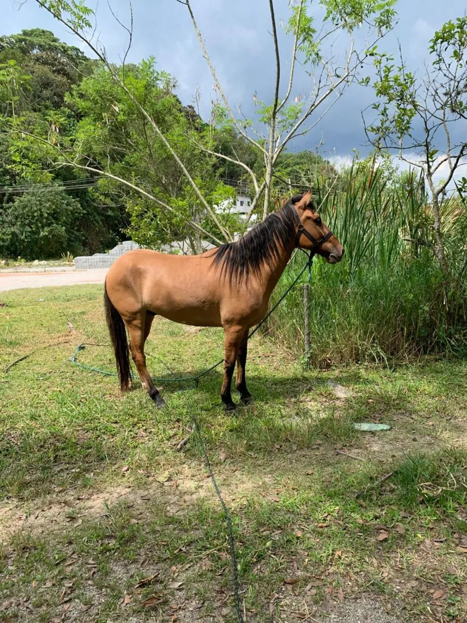 Cavalo para venda