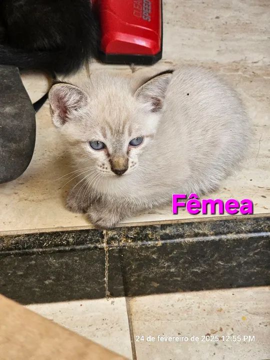 Gatinhos para adoção 