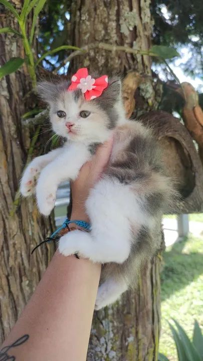 Angorá fêmea  - Foto 3