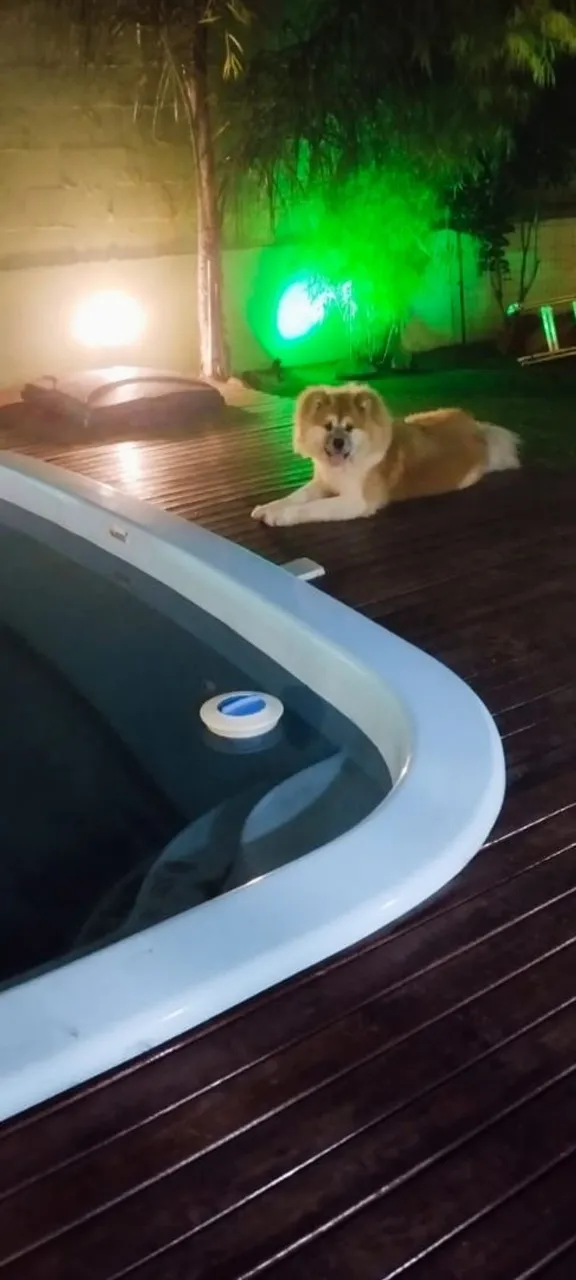 Vendo lindos filhotinhos de Akita