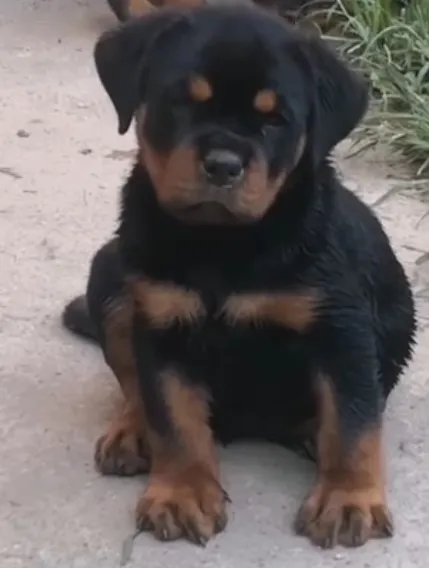 Linhagem Rottweiler Leste Europeu à Disposição - Fale pelo WhatsApp