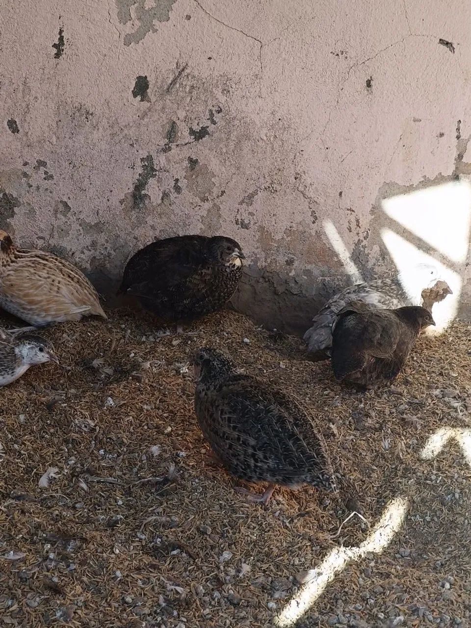 Codornas gigantes para venda