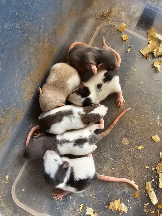 Ratos twister  - Foto 3