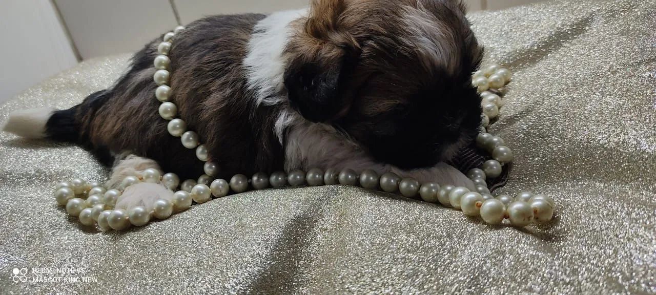 Shih Tzu filhote lindo - Foto 2