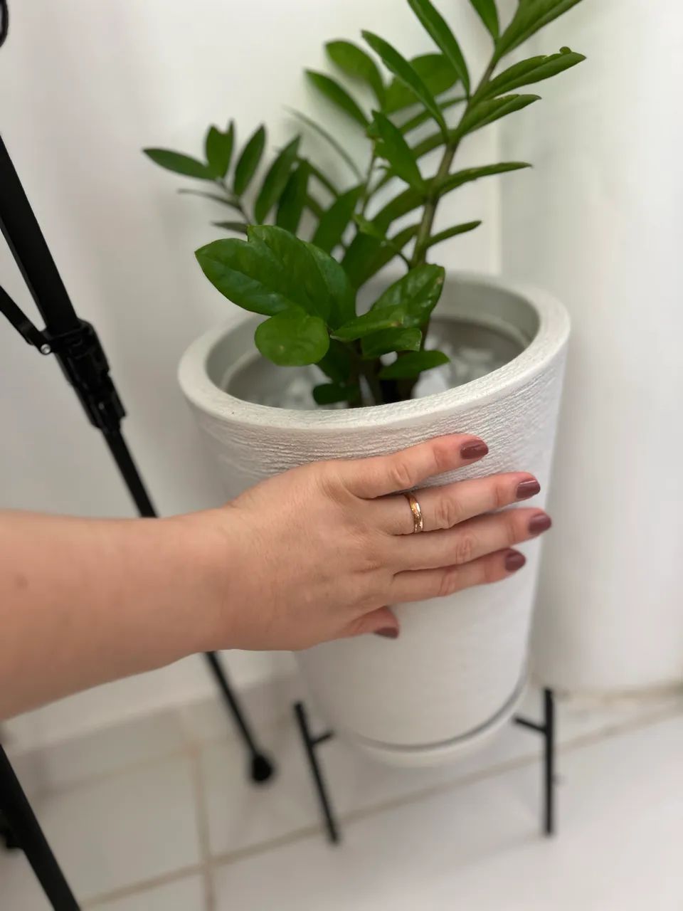 Planta completa com vaso 