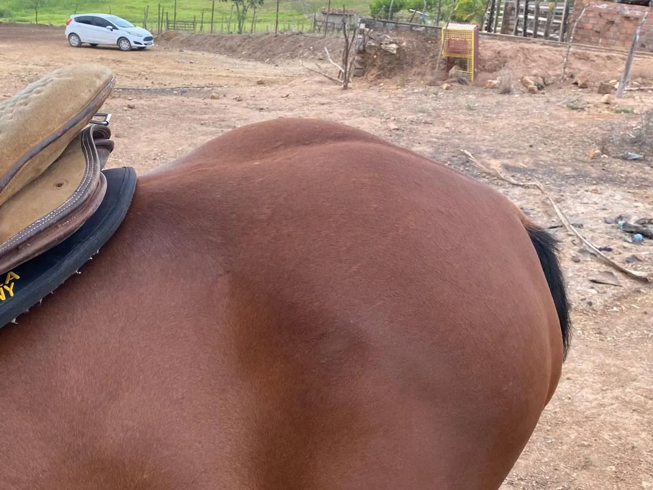 Cavalo quarto de milha - Foto 4