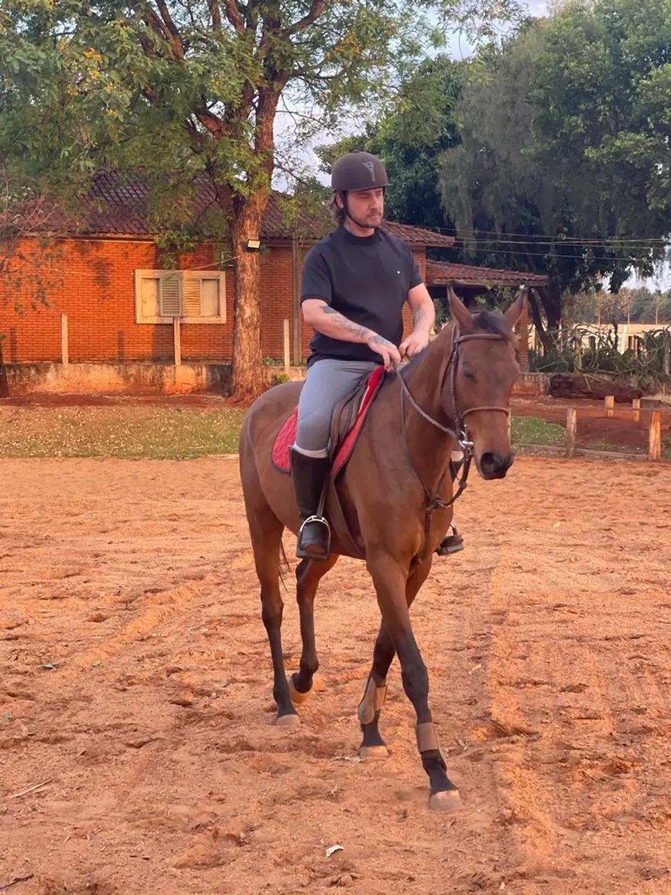 Égua (cavalo PSI de hipismo) - Foto 3