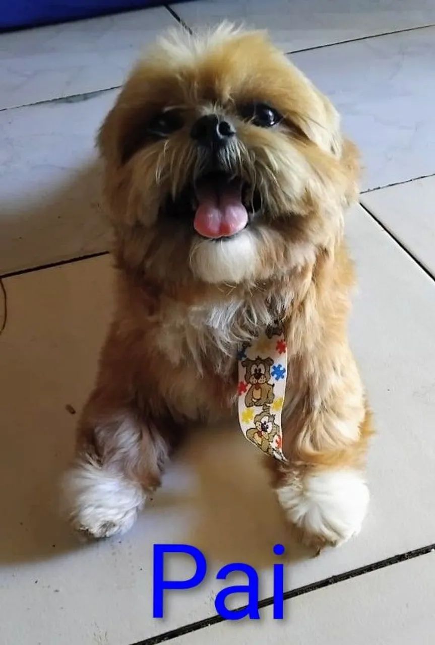 Shih-Tzu Cachorros Jardim Leblon, Campo Grande 1445647098 OLX