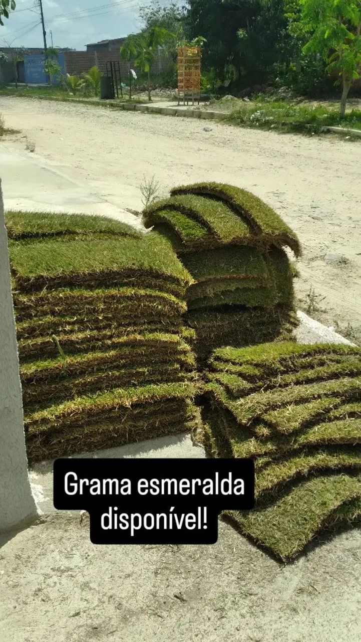 Grama esmeralda - Foto 3