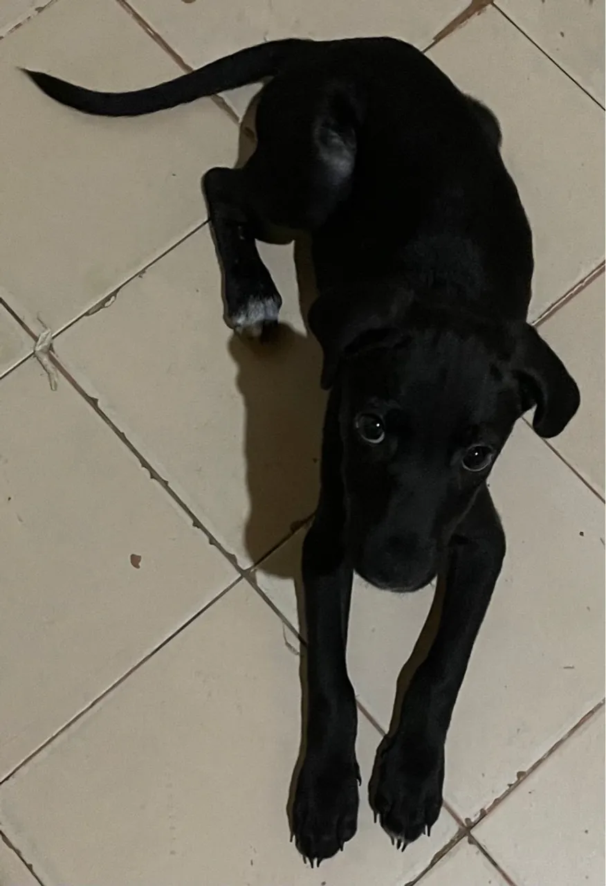 Filhote de cachorro vira-lata de grande porte
