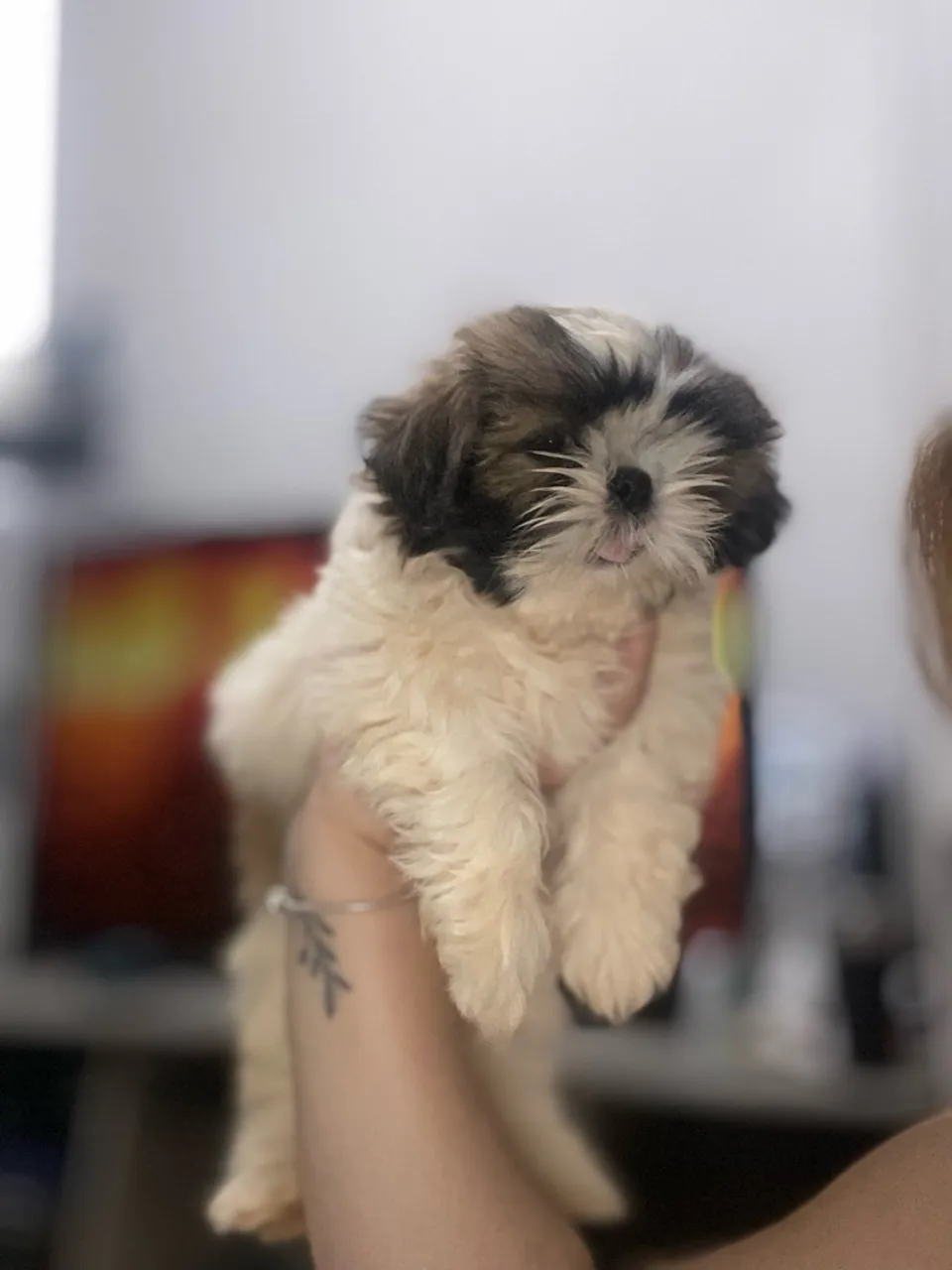 Vendo shihtzu macho