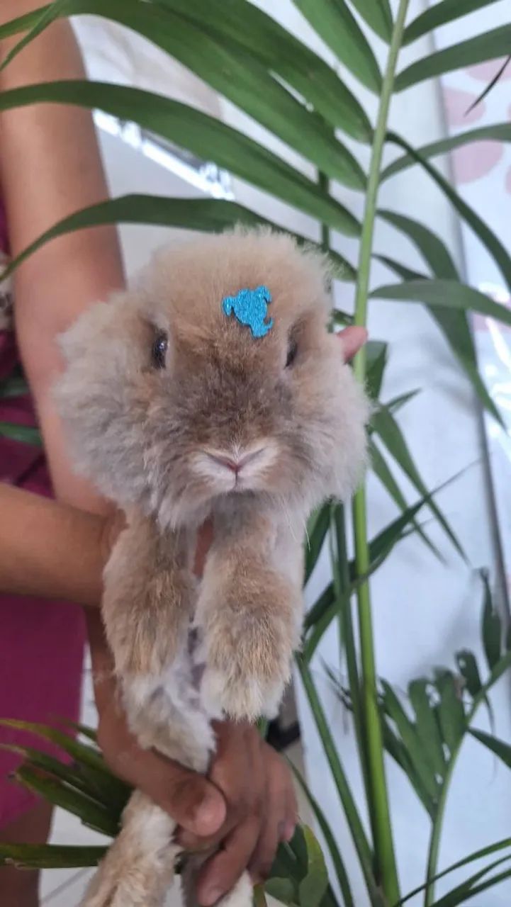 Coelhinho fofinho para adoção