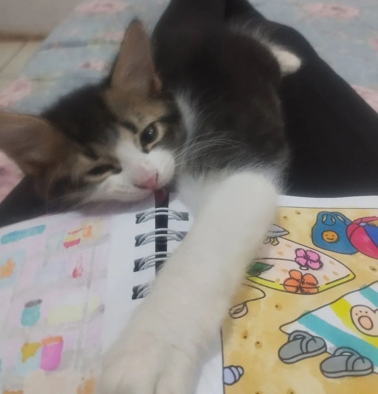 Adoção responsável  - Foto 3