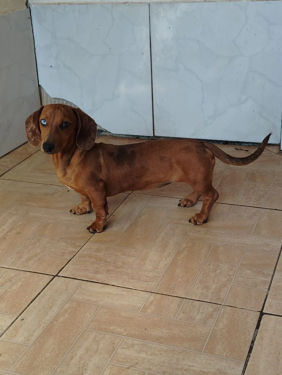 Dachshund salsichinha Cofap com um olhos azuis