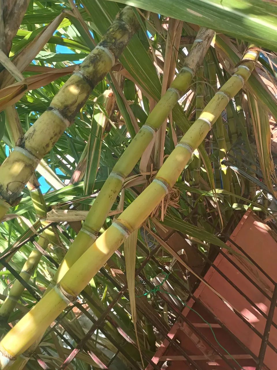 Cana-de-açúcar para venda