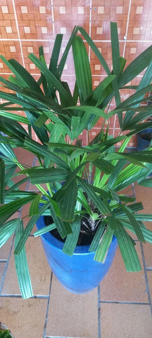 Vaso de Planta Azul com ráfia  - Foto 2