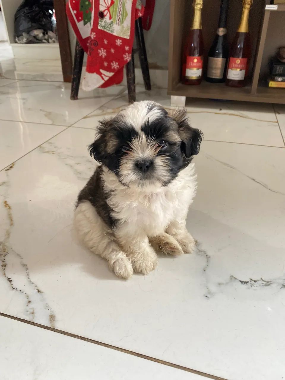 Vende-se filhote de shih tzu Macho