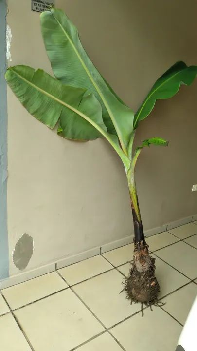 Muda de bananeira....nanica....tirada hoje - Foto 2