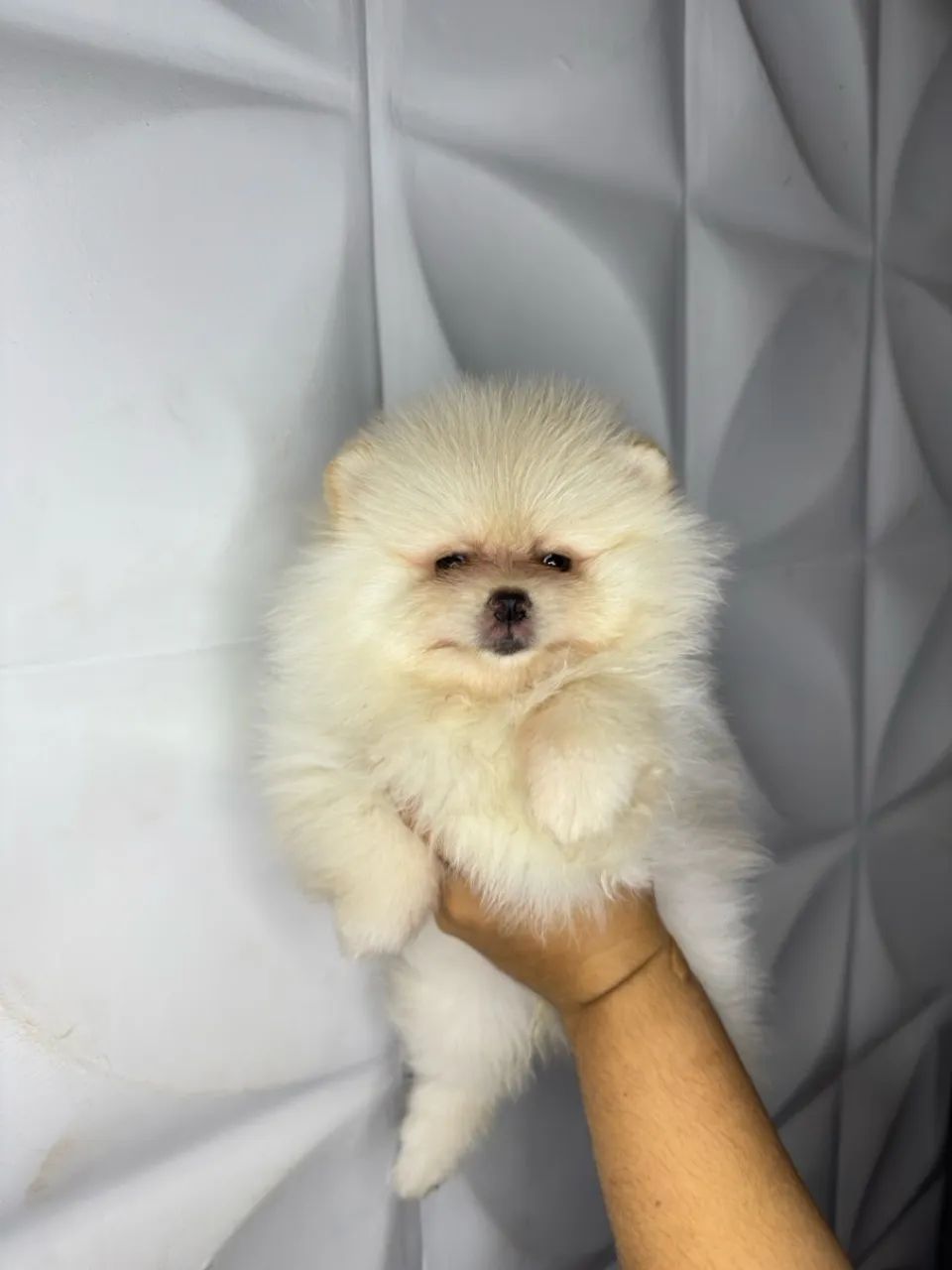 Filhote Spitz Alemão/Lulu da Pomerânia