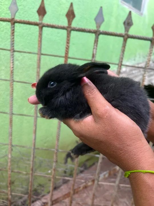 Dois coelhinhos pretos fofinhos - Foto 5