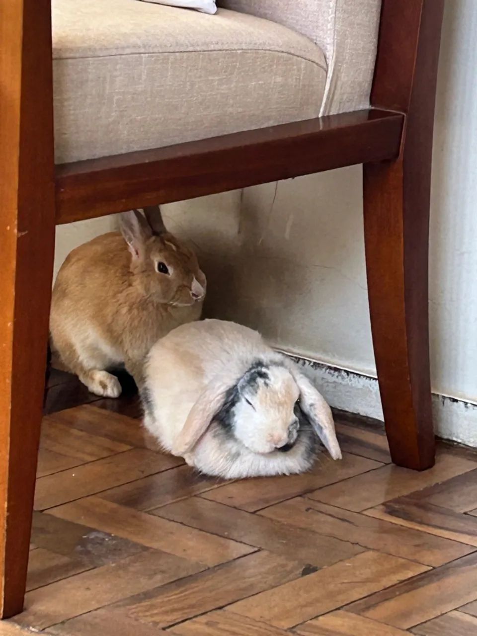 Doa-se coelha Mini-Lop - Foto 2