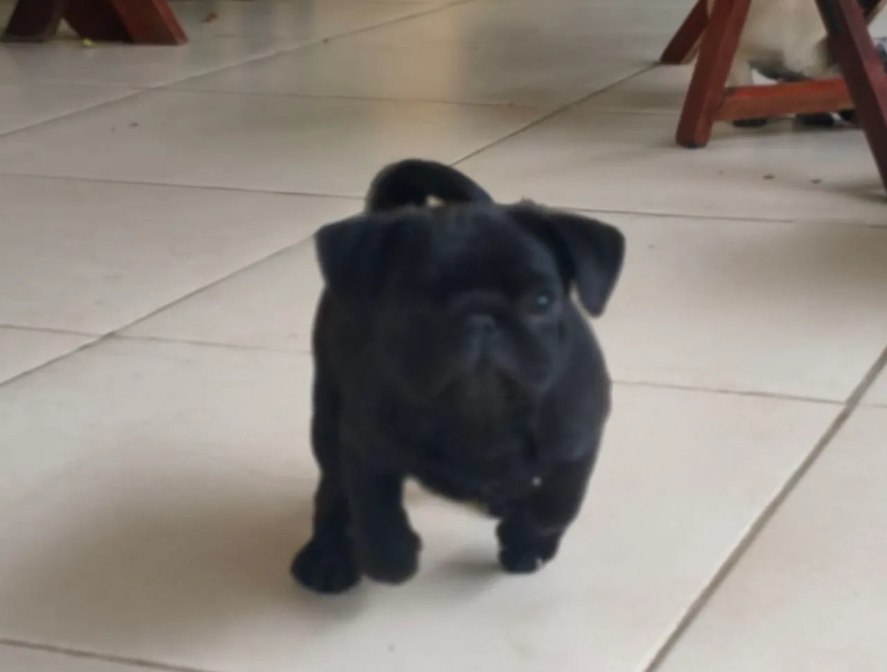 Filhote de Pug Preto