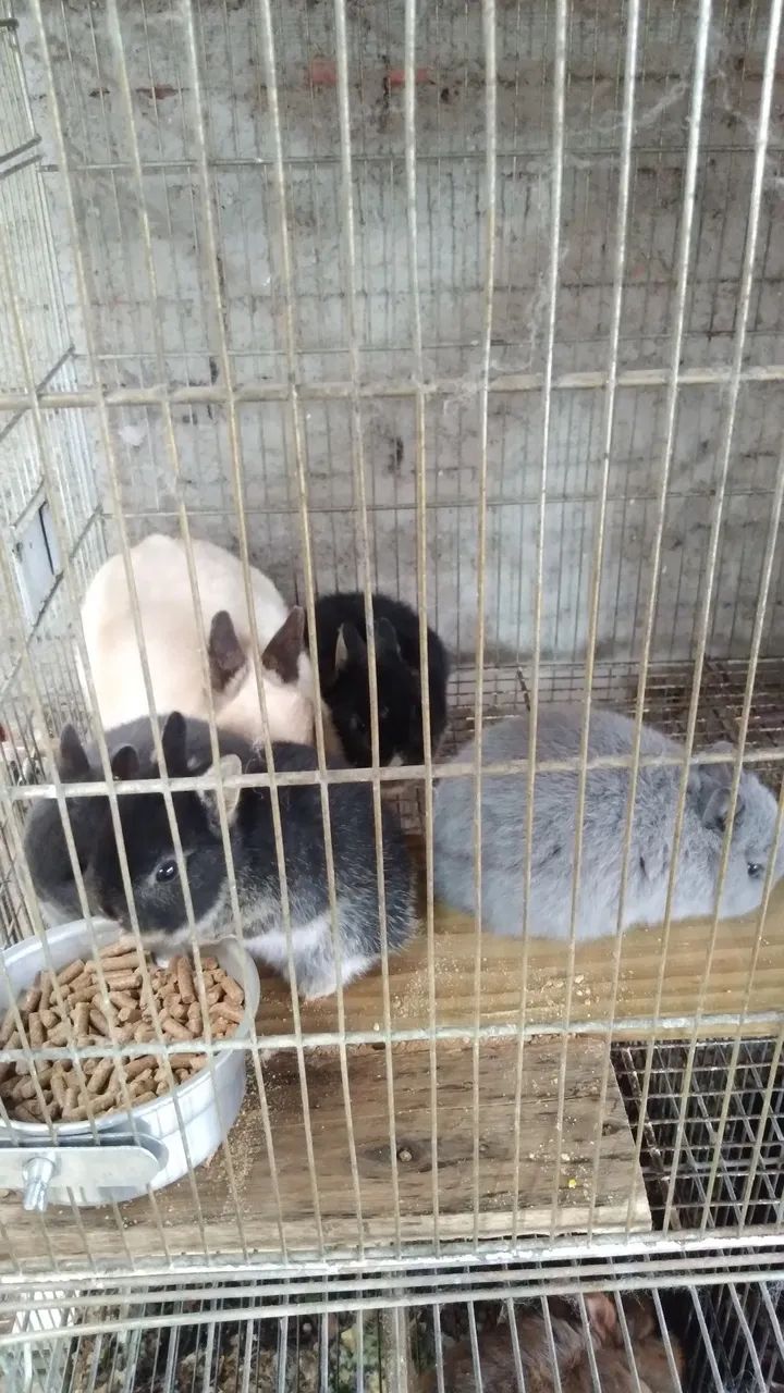 Mini coelhos netherland