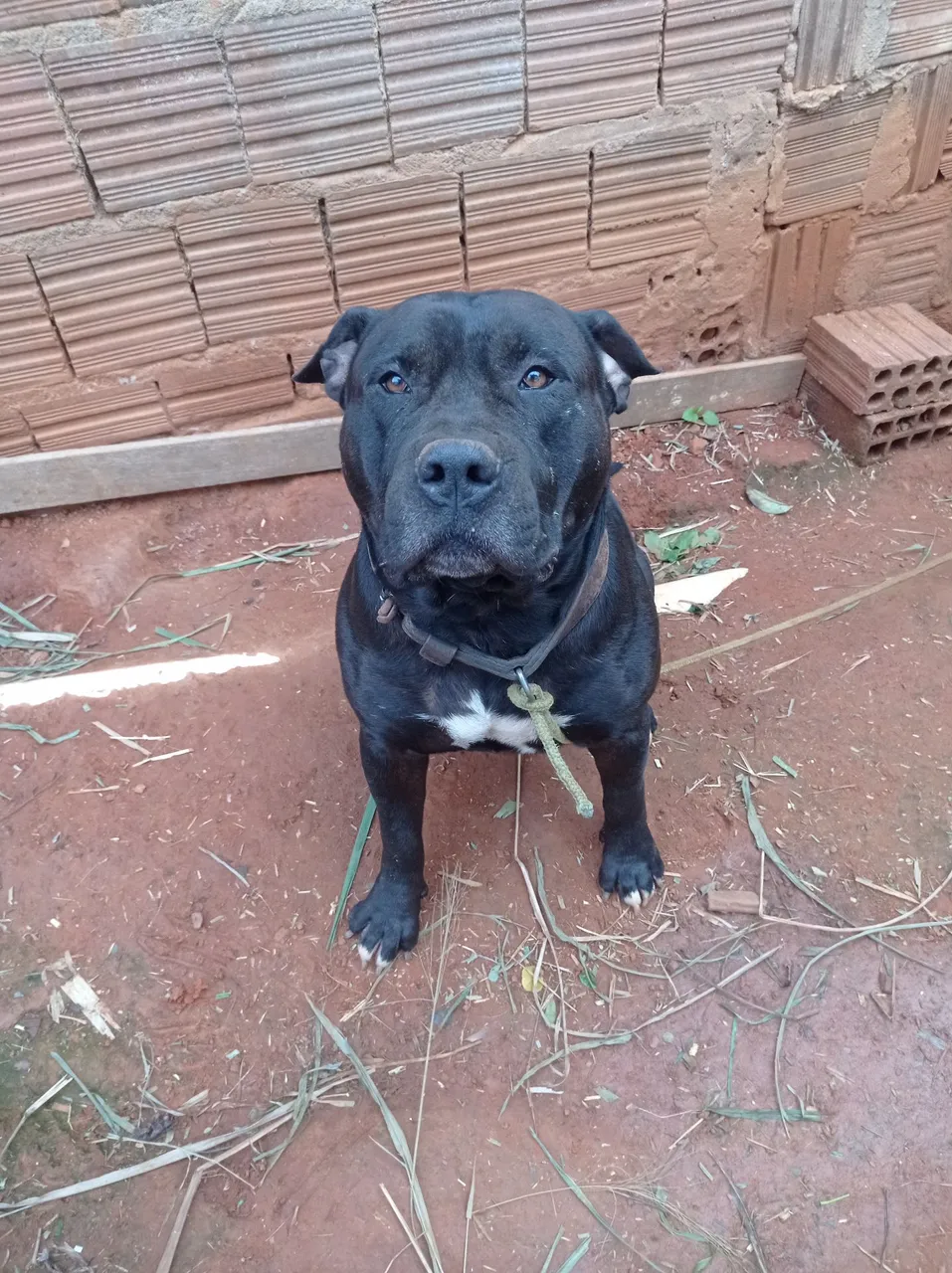 Pitbull Black Macho