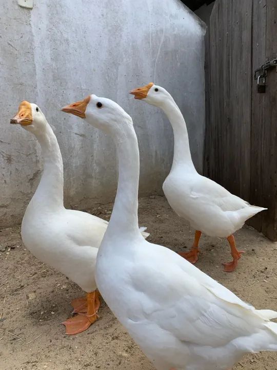 Ganso sinaleiro chinês  - Foto 2