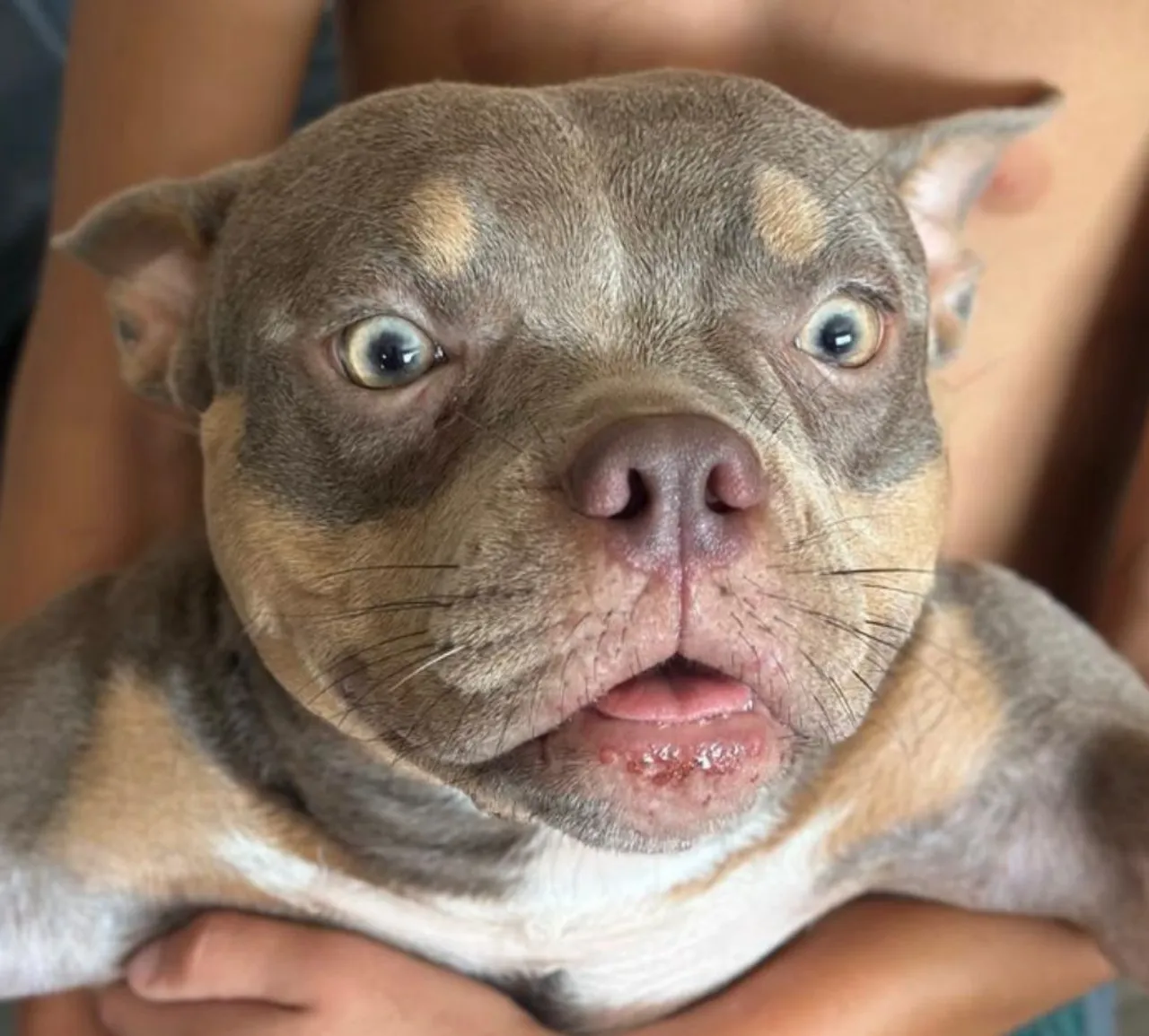 Filhote American Bully Incrível