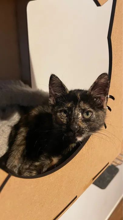 Somente para adoção RESPONSÁVEL!  