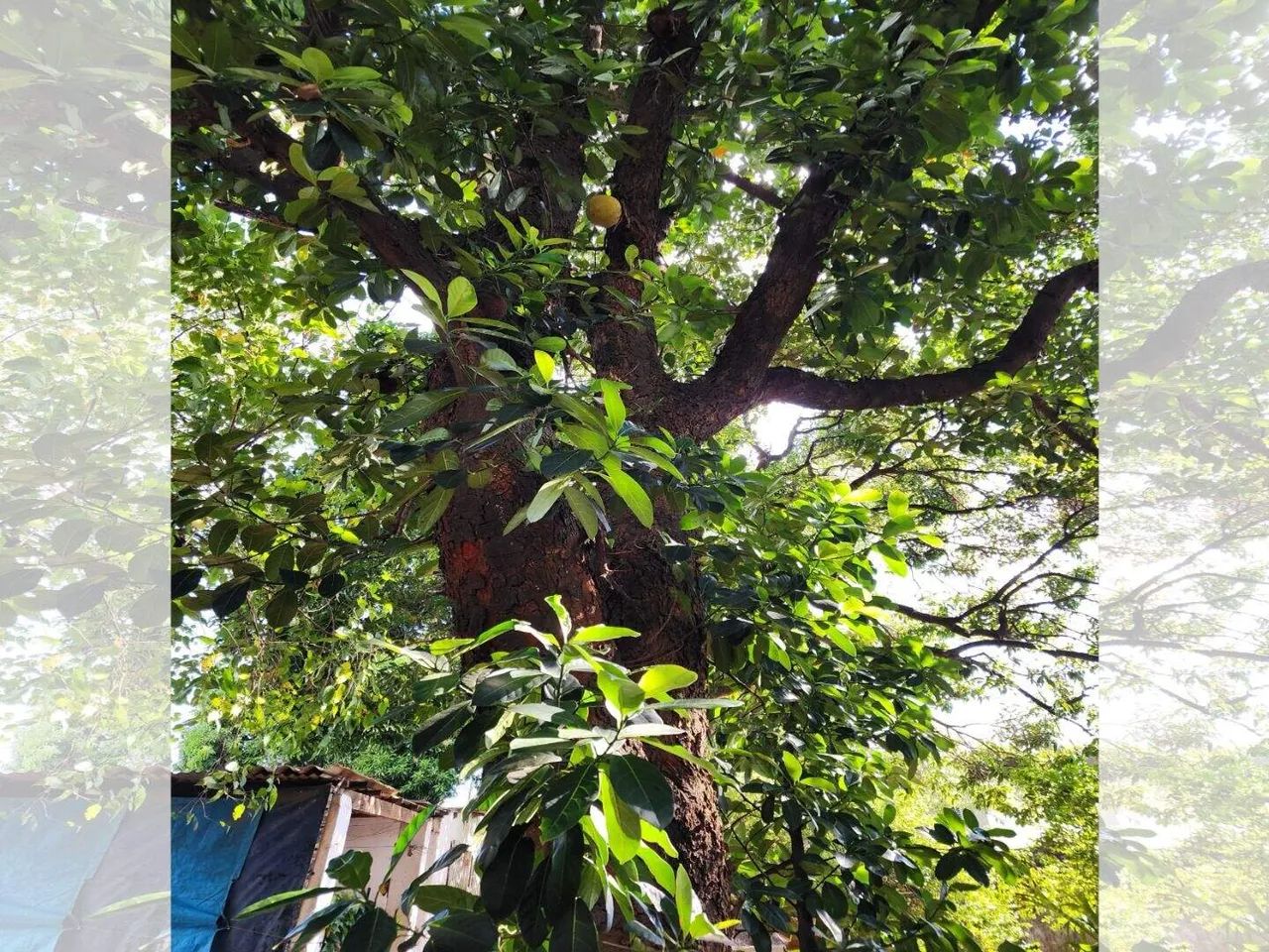 Chácara de 1200 m² com excelente localização toda arborizada na Vila Barcelona em Sorocaba - Foto 13