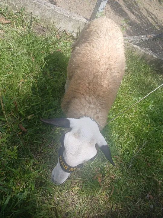 carneiros e ovelhas - Foto 3