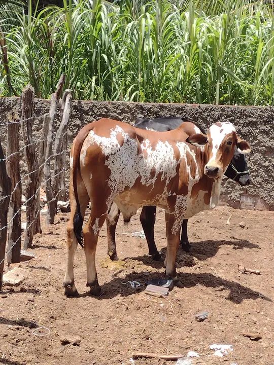 Nelore P.O pintando - Foto 3